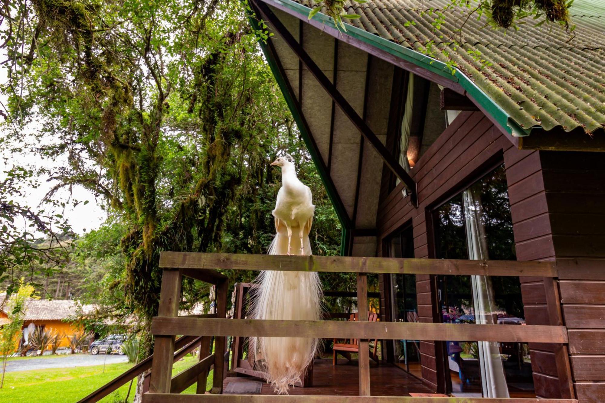 Hotel Pousada Jardim Do Buda - Cafe E Piscina Urubici Zewnętrze zdjęcie